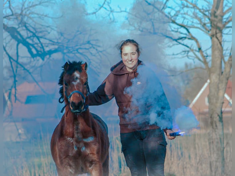 Welsh-A Merrie 5 Jaar 121 cm in Krummhörn Pilsum Welsh-A Merrie 5 Jaar 121 cm in Krummhörn Pilsum