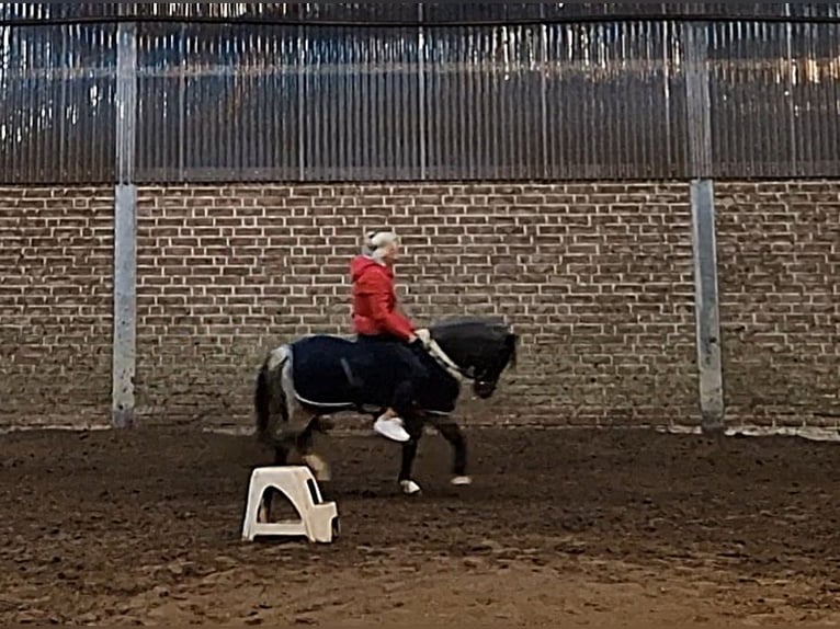 Welsh-A Merrie 5 Jaar 121 cm Roan-Blue in Sendenhorst