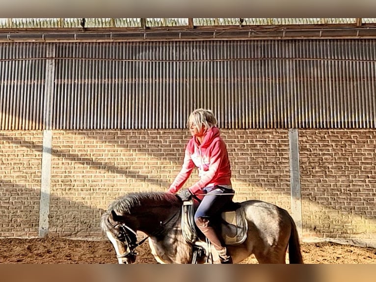 Welsh-A Merrie 5 Jaar 121 cm Roan-Blue in Sendenhorst