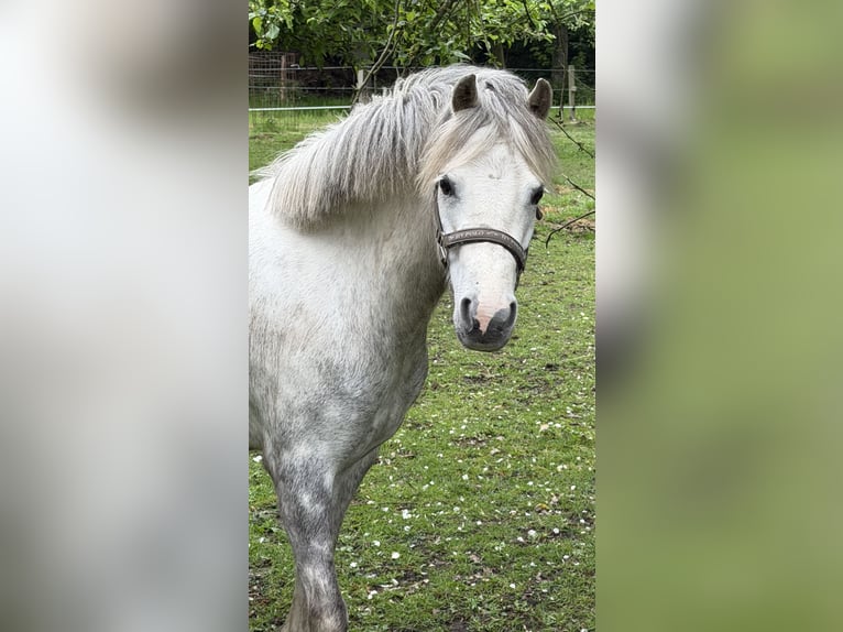 Welsh-A Merrie 5 Jaar 122 cm Appelschimmel in Menslage