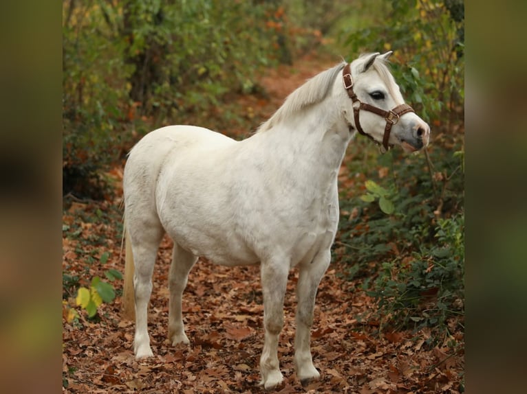 Welsh-A Merrie 5 Jaar 122 cm Schimmel in Aalten