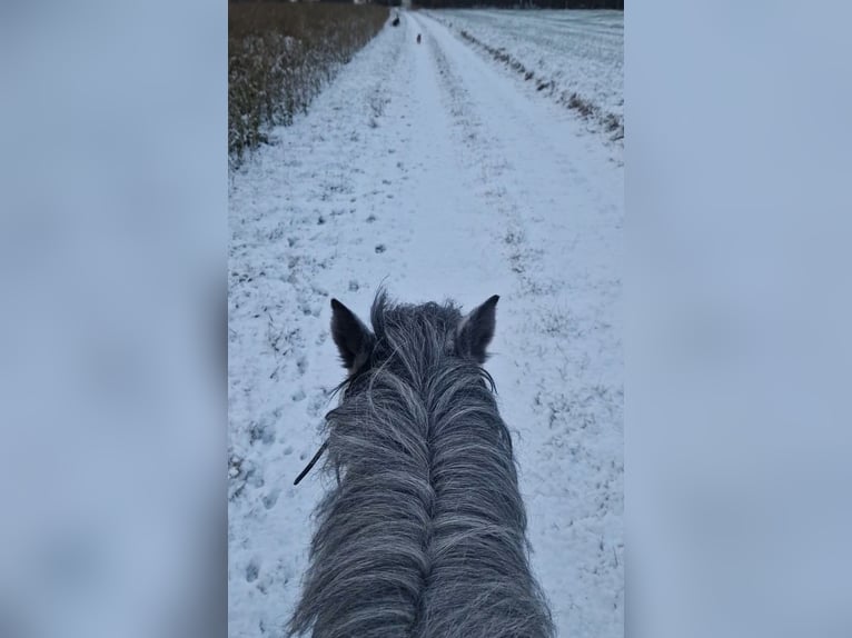 Welsh-A Merrie 5 Jaar 123 cm Zwartschimmel in Schwalmstadt
