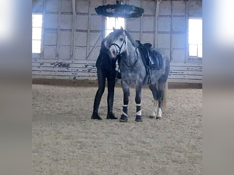 Welsh-A Merrie 5 Jaar 123 cm Zwartschimmel in Schwalmstadt