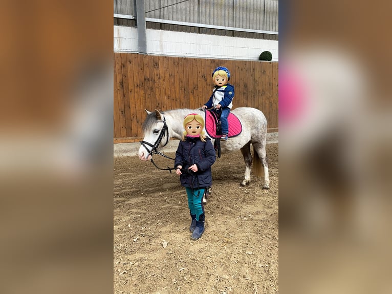 Welsh-A Merrie 6 Jaar 119 cm Schimmel in Hagewede