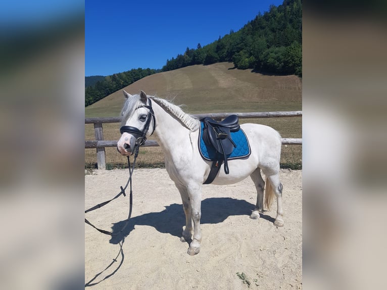 Welsh-A Merrie 6 Jaar 120 cm Schimmel in Ramsau bei Hainfeld
