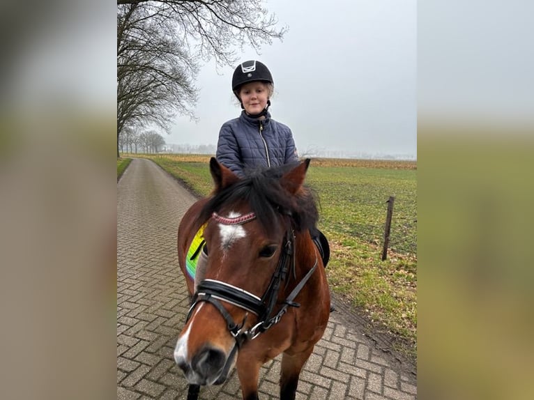 Welsh-A Merrie 6 Jaar 121 cm Bruin in Laren