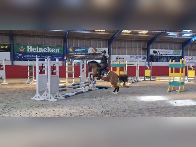 Welsh-A Merrie 6 Jaar 121 cm Bruin in Laren