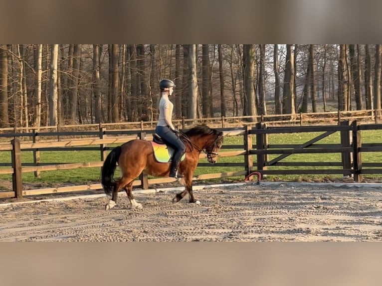 Welsh-A Merrie 6 Jaar 121 cm Bruin in Laren