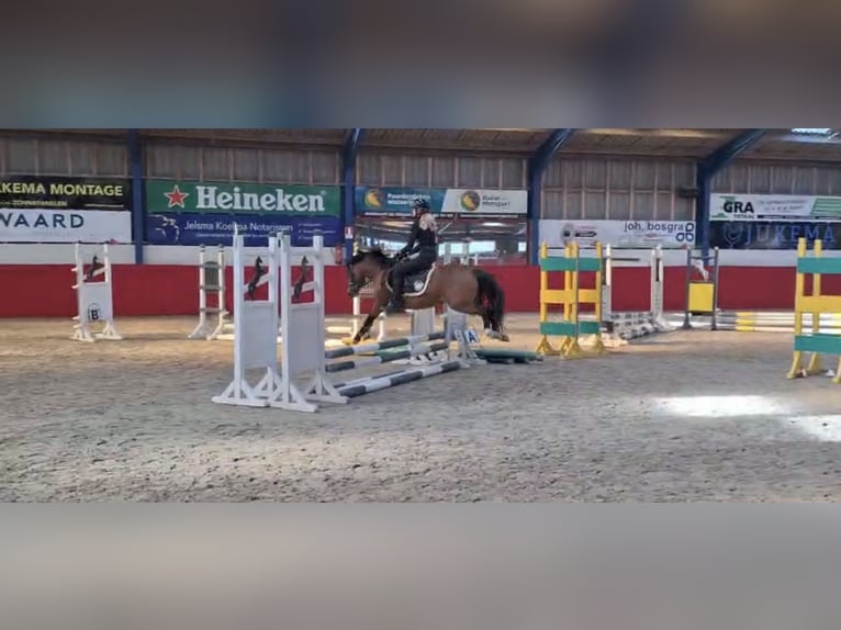 Welsh-A Merrie 6 Jaar 121 cm Bruin in Laren