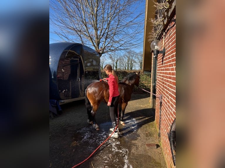 Welsh-A Merrie 6 Jaar 121 cm Bruin in Laren