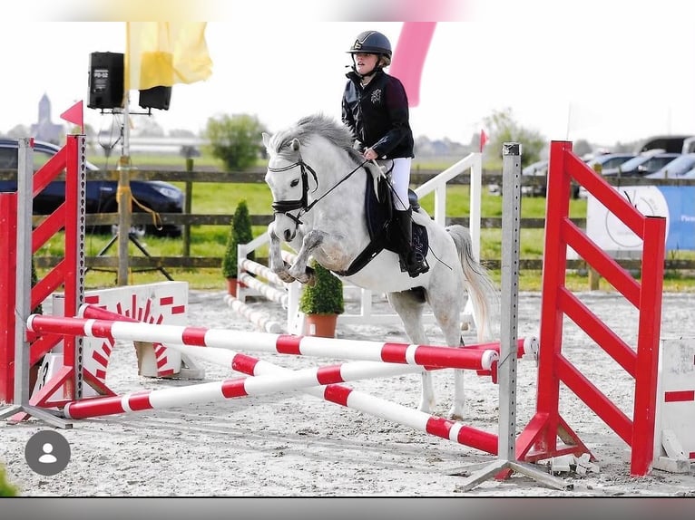 Welsh-A Merrie 6 Jaar 122 cm Schimmel in Nieuw Namen