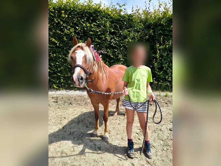 Welsh-A Merrie 6 Jaar 122 cm Vos in Haasdonk