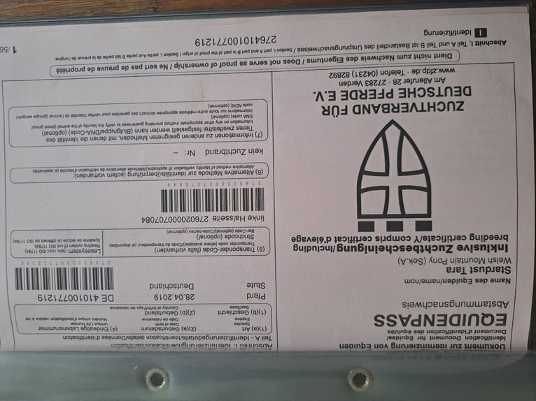 Welsh-A Merrie 6 Jaar 123 cm Appelschimmel in Eilenburg