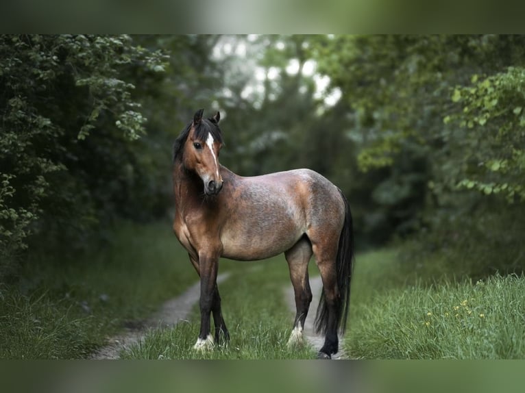 Welsh-A Merrie 6 Jaar 125 cm in Dormagen