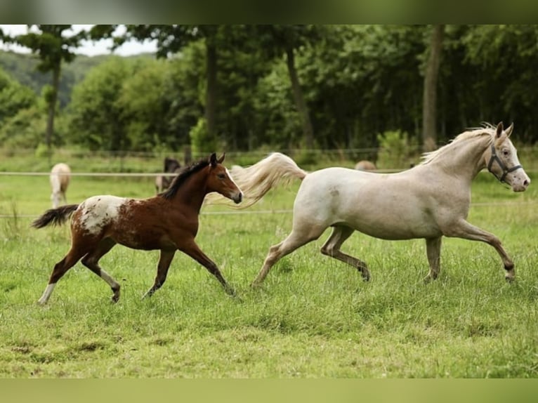 Welsh-A Merrie 6 Jaar 147 cm Appaloosa in Aalten