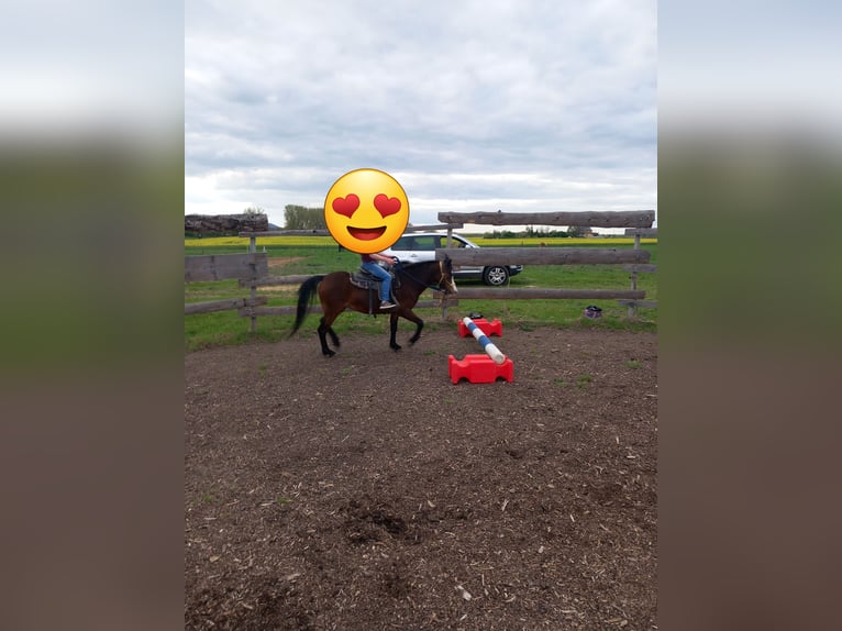 Welsh-A Merrie 7 Jaar 115 cm Bruin in Amt Wachsenburg