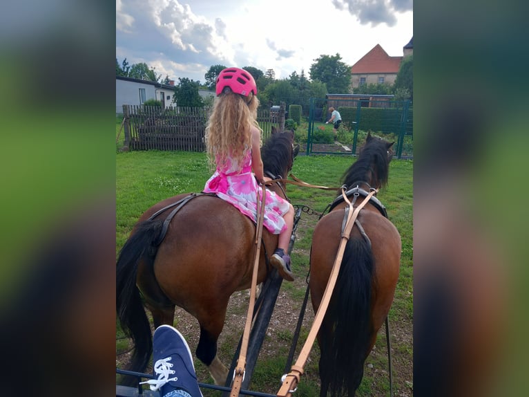 Welsh-A Merrie 7 Jaar 115 cm Bruin in Amt Wachsenburg