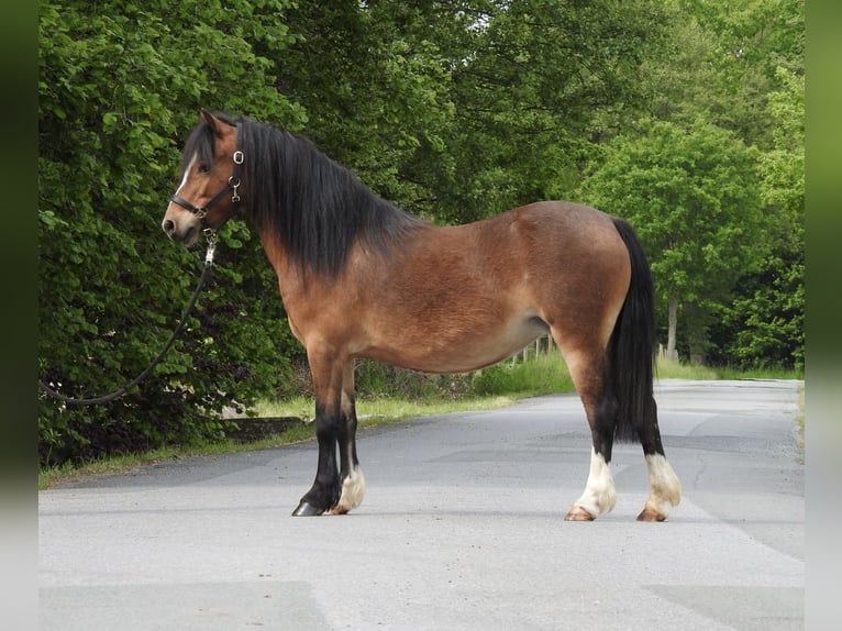 Welsh-A Merrie 7 Jaar 116 cm Bruin in Verl
