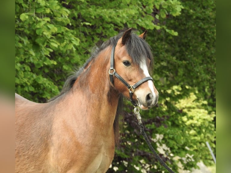 Welsh-A Merrie 7 Jaar 116 cm Bruin in Verl