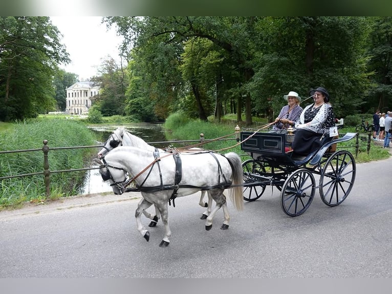 Welsh-A Merrie 7 Jaar 117 cm Appelschimmel in De Kwakel