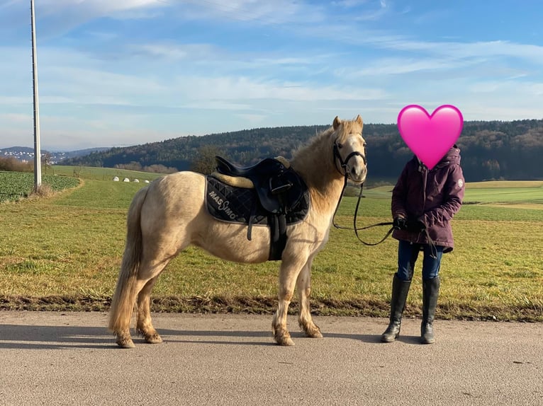 Welsh-A Merrie 7 Jaar 118 cm Palomino in Deuerling