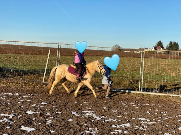 Welsh-A Merrie 7 Jaar 118 cm Palomino in Deuerling
