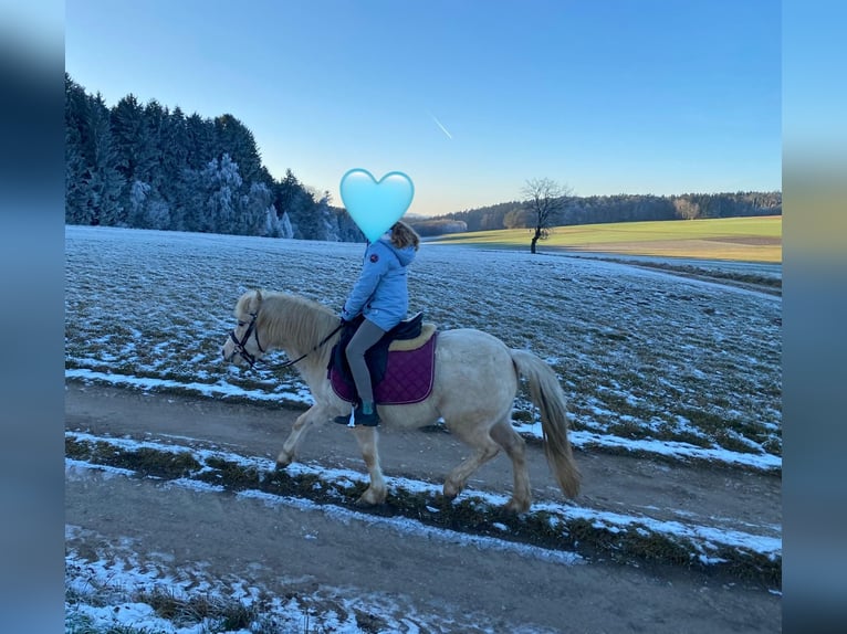 Welsh-A Merrie 7 Jaar 118 cm Palomino in Deuerling
