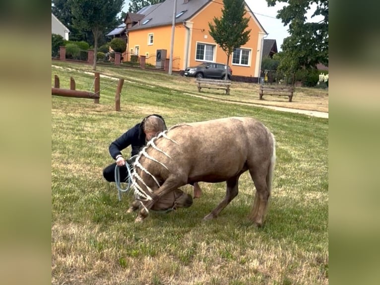 Welsh-A Merrie 7 Jaar 118 cm Palomino in Deuerling