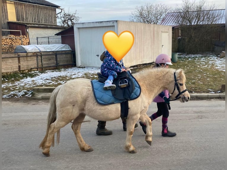 Welsh-A Merrie 7 Jaar 118 cm Palomino in Deuerling