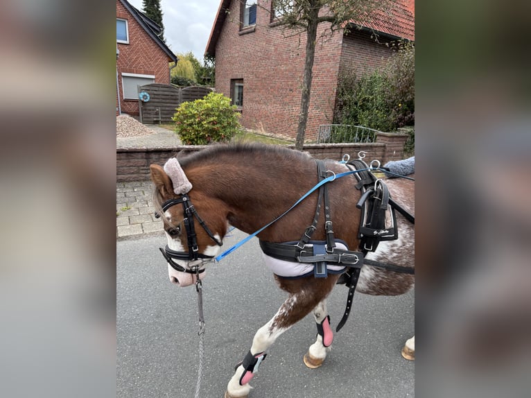 Welsh-A Merrie 7 Jaar 118 cm Roan-Red in Essel