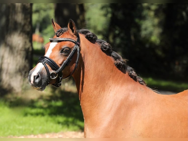 Welsh-A Merrie 7 Jaar 120 cm Bruin in Aalten