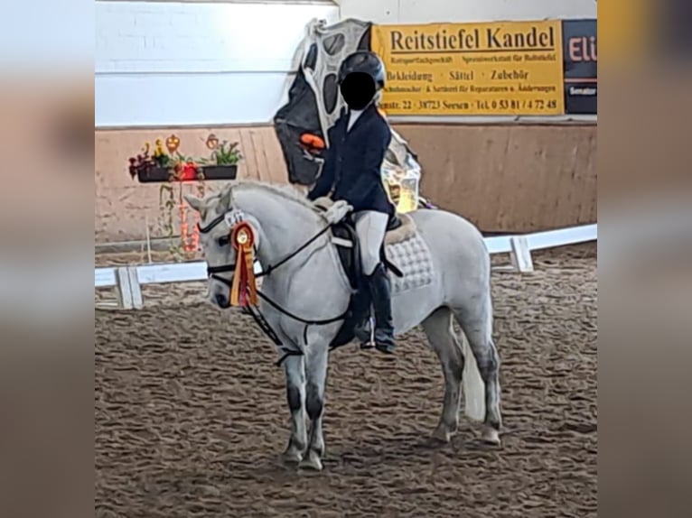 Welsh-A Merrie 7 Jaar 120 cm Schimmel in Isernhagen