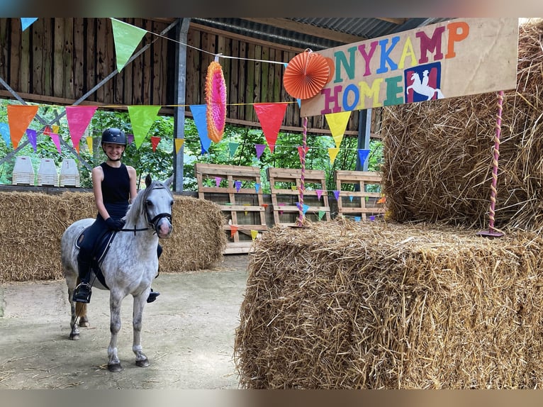 Welsh-A Merrie 7 Jaar 121 cm Blauwschimmel in Arnhem