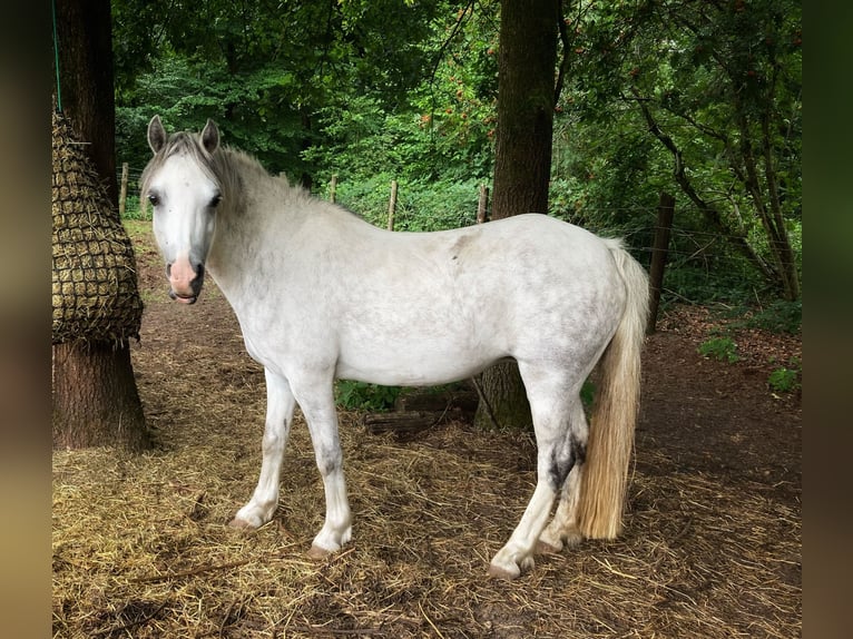 Welsh-A Merrie 7 Jaar 121 cm Blauwschimmel in Arnhem