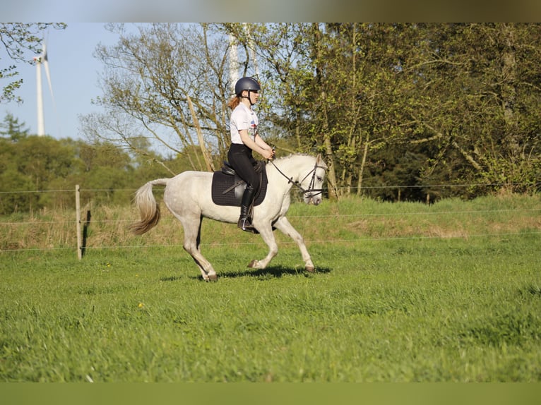 Welsh-A Merrie 7 Jaar 122 cm Schimmel in Krumstedt
