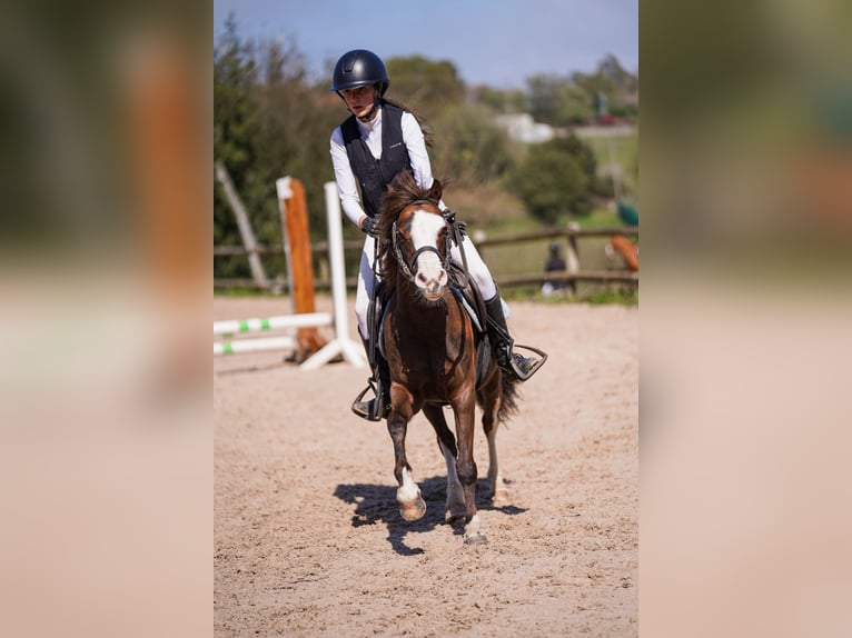 Welsh-A Merrie 7 Jaar 123 cm Donkerbruin in Asturias