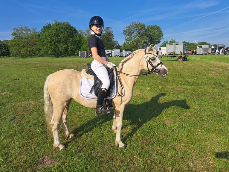 Welsh-A Merrie 7 Jaar 123 cm Palomino in Burgdorf