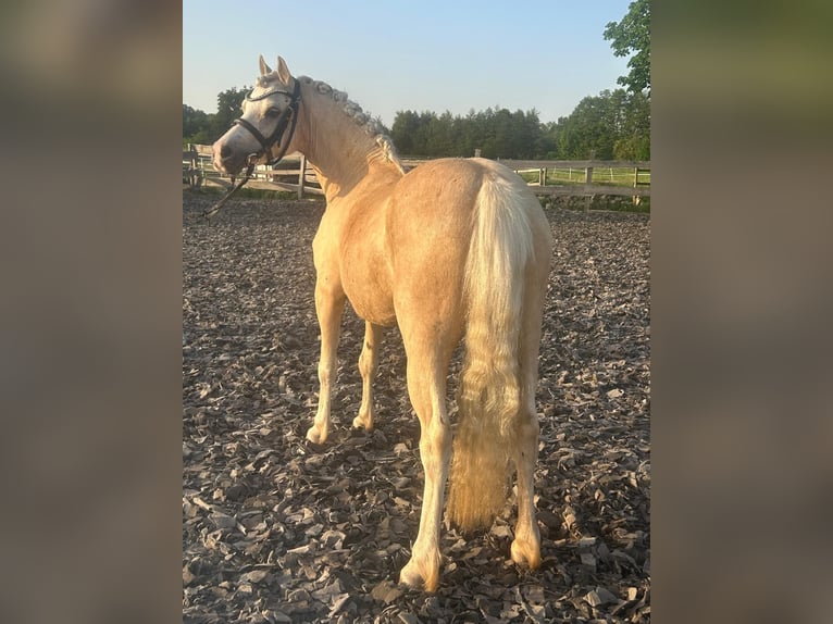 Welsh-A Merrie 7 Jaar 123 cm Palomino in Burgdorf