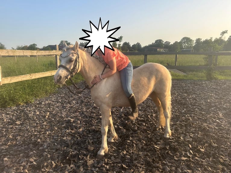 Welsh-A Merrie 7 Jaar 123 cm Palomino in Burgdorf