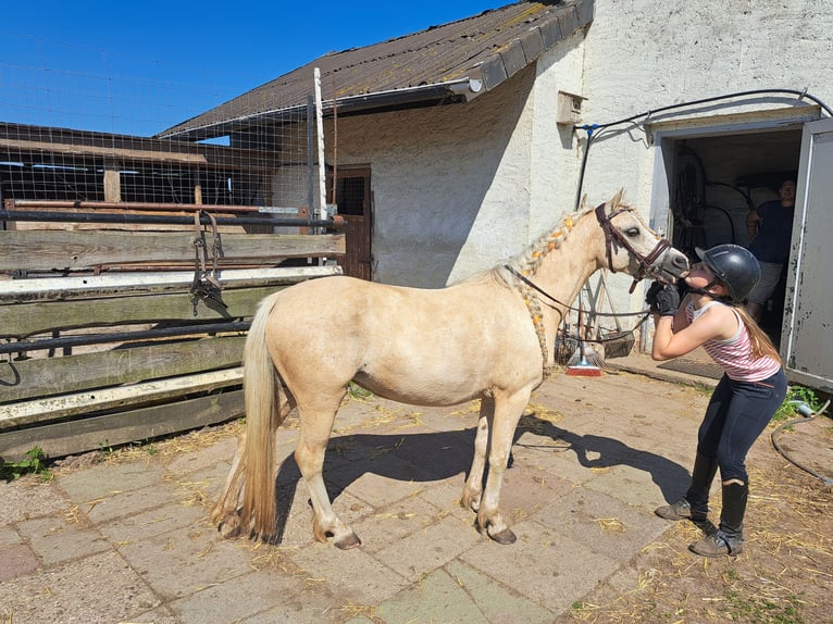 Welsh-A Merrie 7 Jaar 123 cm Palomino in Burgdorf