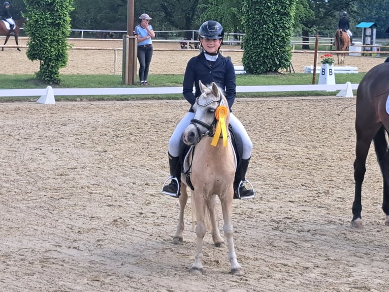 Welsh-A Merrie 7 Jaar 123 cm Palomino in Burgdorf