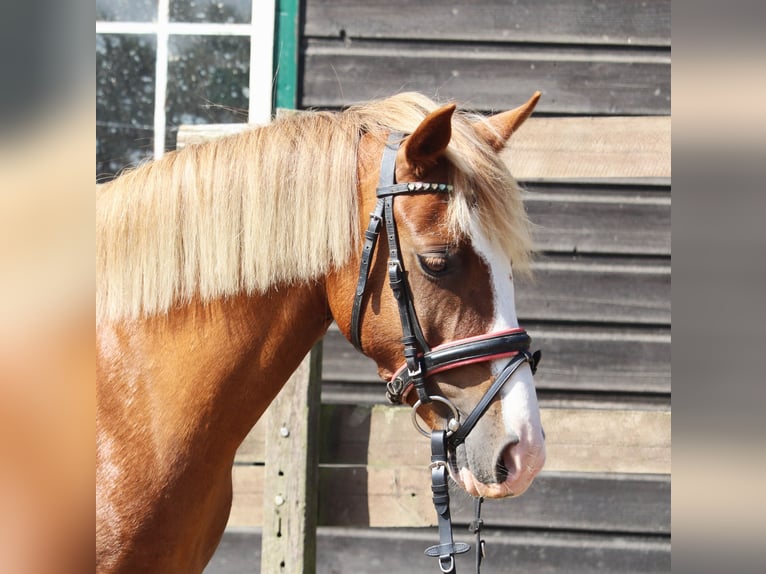 Welsh-A Mix Merrie 7 Jaar Vos in uelsen