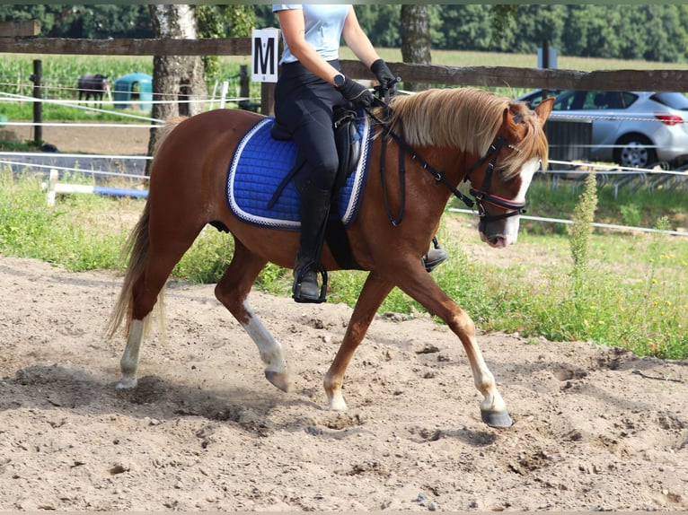 Welsh-A Mix Merrie 7 Jaar Vos in uelsen