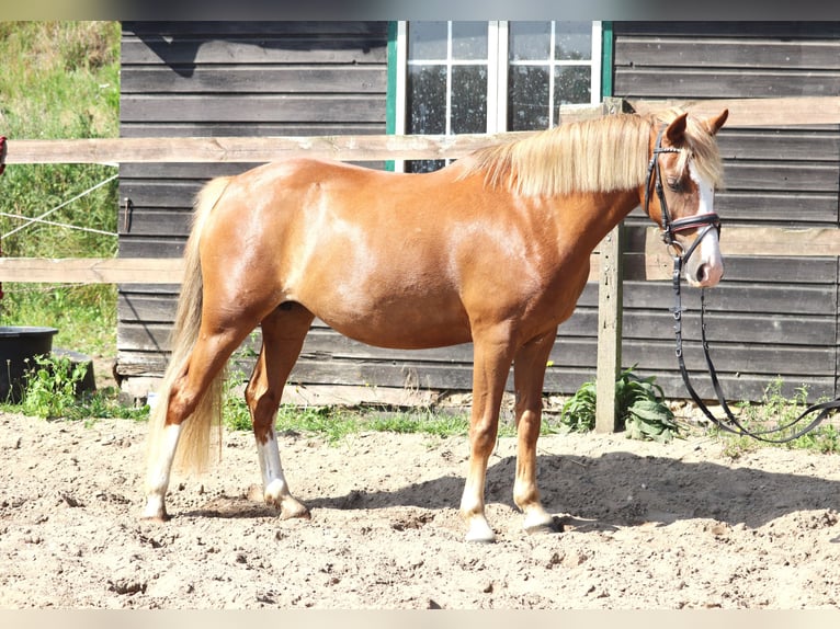 Welsh-A Mix Merrie 7 Jaar Vos in uelsen