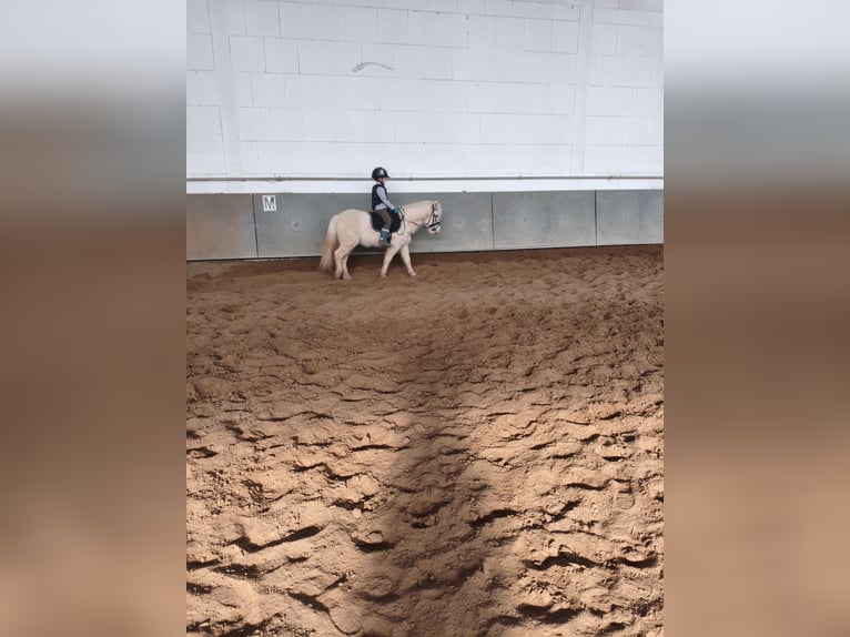 Welsh-A Merrie 8 Jaar 110 cm Palomino in Riedstadt