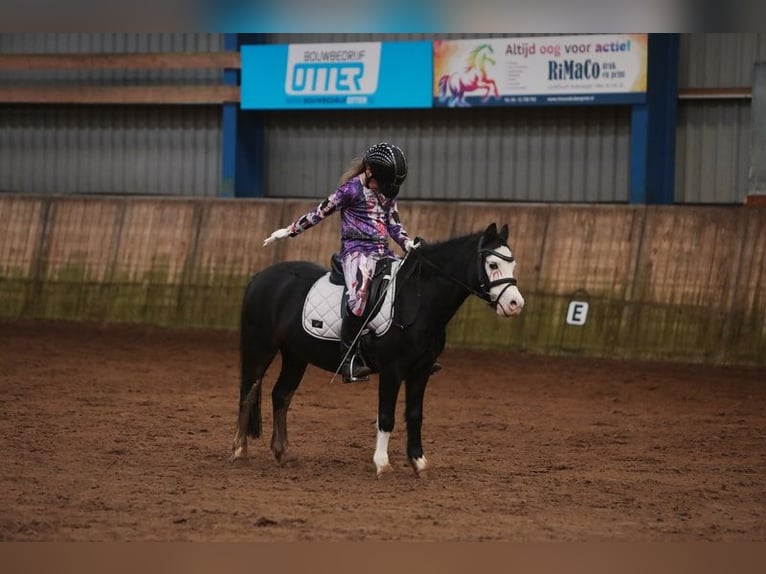 Welsh-A Merrie 8 Jaar 116 cm Zwartbruin in Tjalleberd