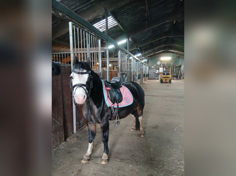 Welsh-A Merrie 8 Jaar 116 cm Zwartbruin in Tjalleberd