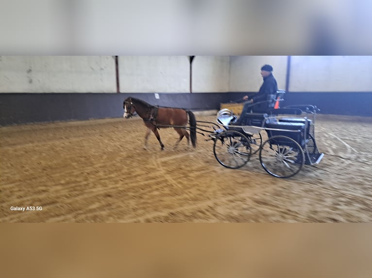 Welsh-A Merrie 8 Jaar 117 cm Bruin in Markelo
