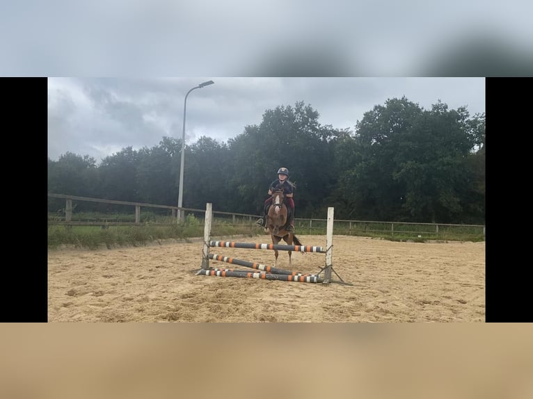 Welsh-A Merrie 8 Jaar 117 cm Bruin in Markelo