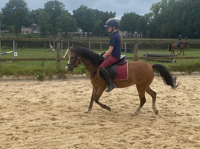 Welsh-A Merrie 8 Jaar 117 cm Bruin in Markelo